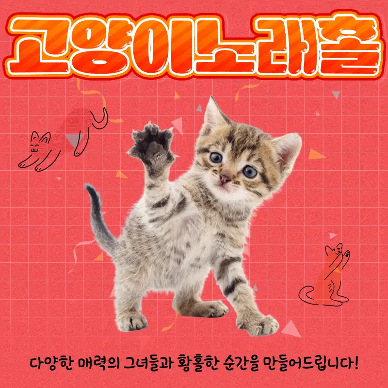 용봉동 고양이노래홀 광주룸빵달리기 업소 대표 이미지 - 룸 노래홀 가라오케 대표 사진